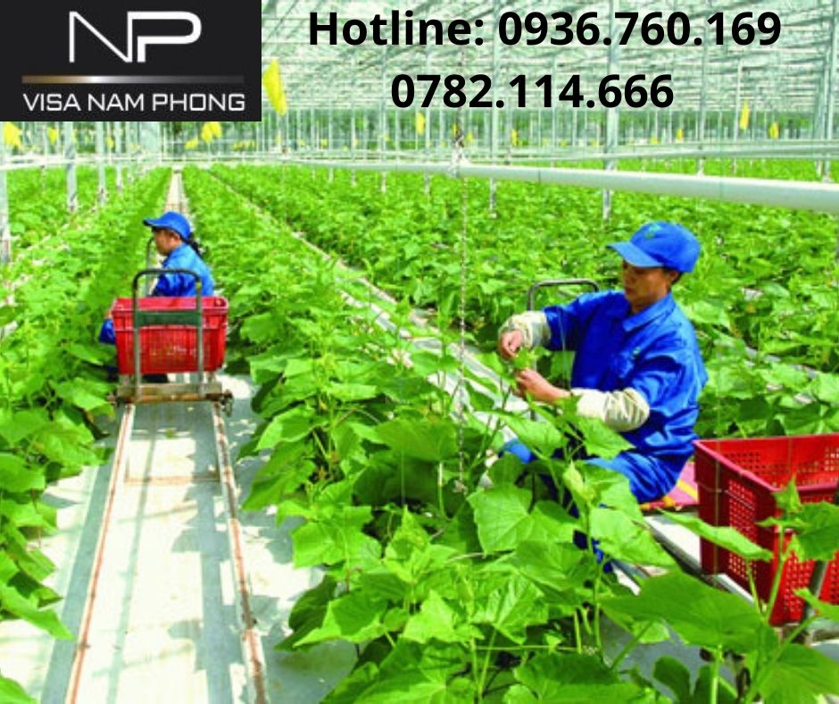 Thủ tục tư vấn Làm giấy phép lao động uy tín ở hải phòng
