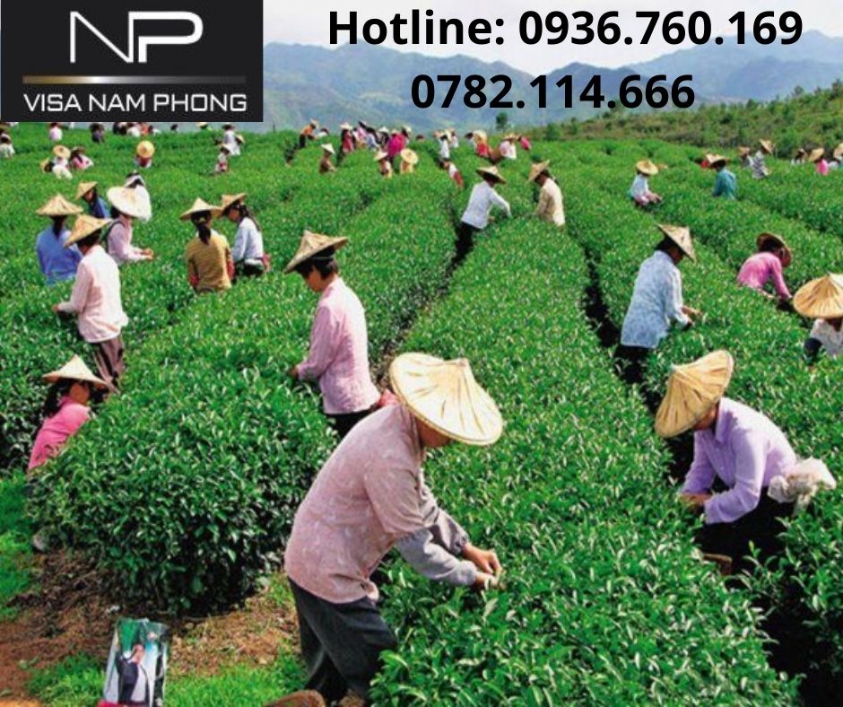 Thủ tục tư vấn Làm giấy phép lao động trọn gói ở hải phòng