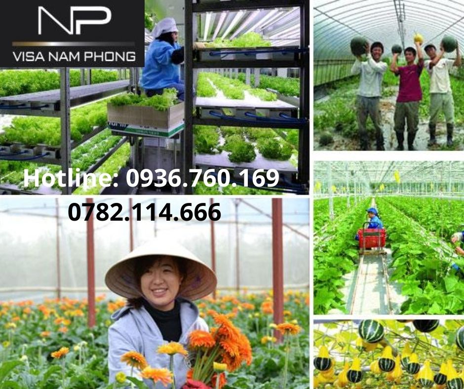 Thủ tục làm giấy phép lao động giá rẻ ở hải phòng