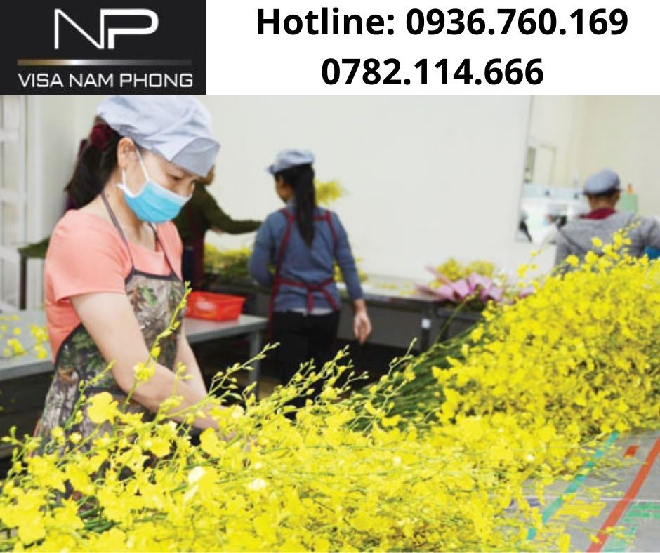 Thủ tục làm giấy phép lao động trọn gói ở hải phòng