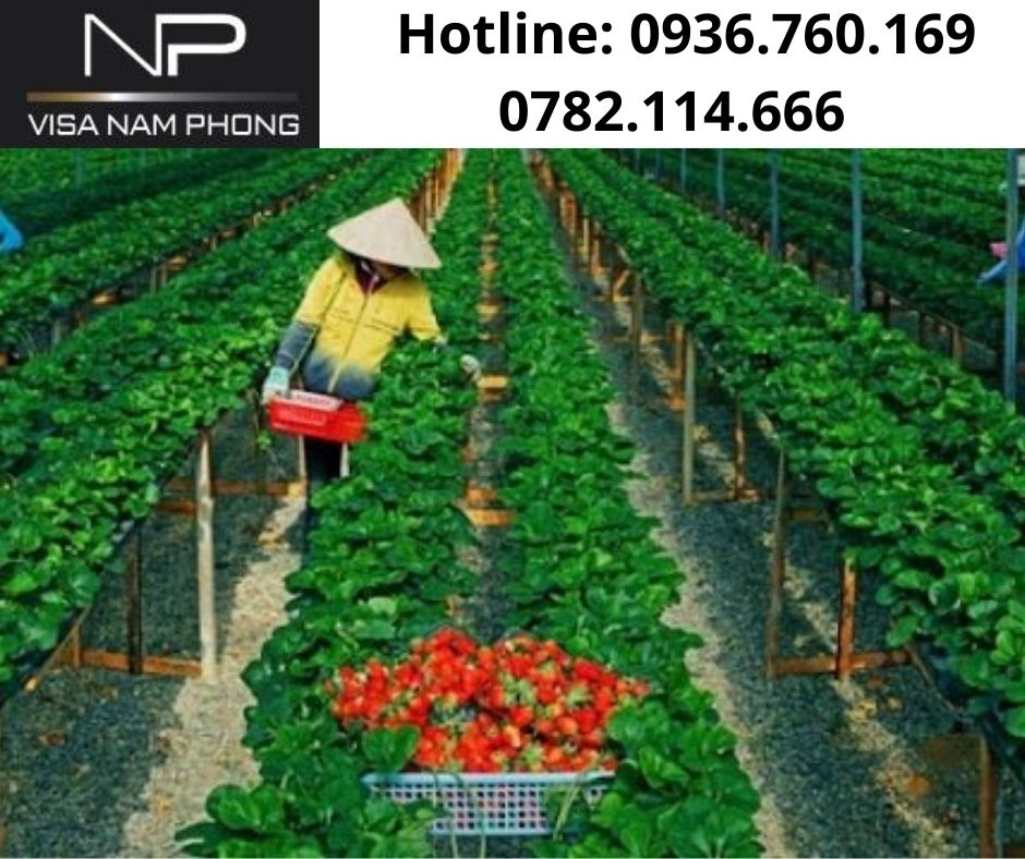 Thủ tục làm giấy phép lao động uy tín số 1 ở hải phòng